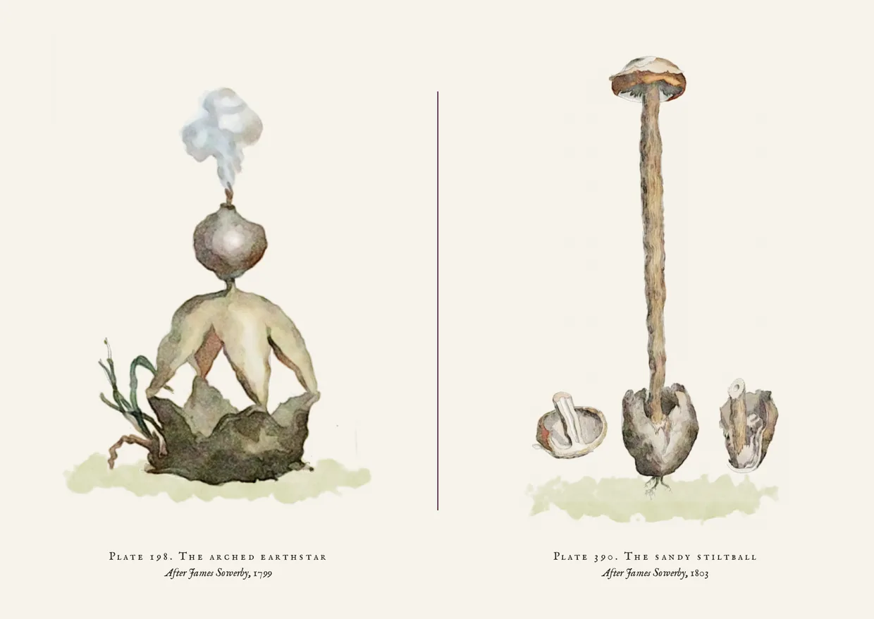 The Nature Printed No. I postcard: watercolours of the arched earthstar and the sandy stiltball, side by side.