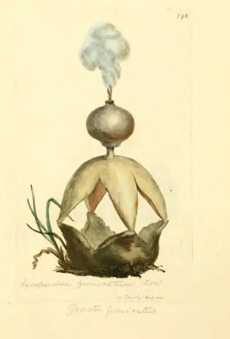 Hand-coloured engraving of an arched earthstar: a round spore sac on a pale four-pointed star, puffing a grey cloud of spores, above a torn brown cup in grass. Plate 198.