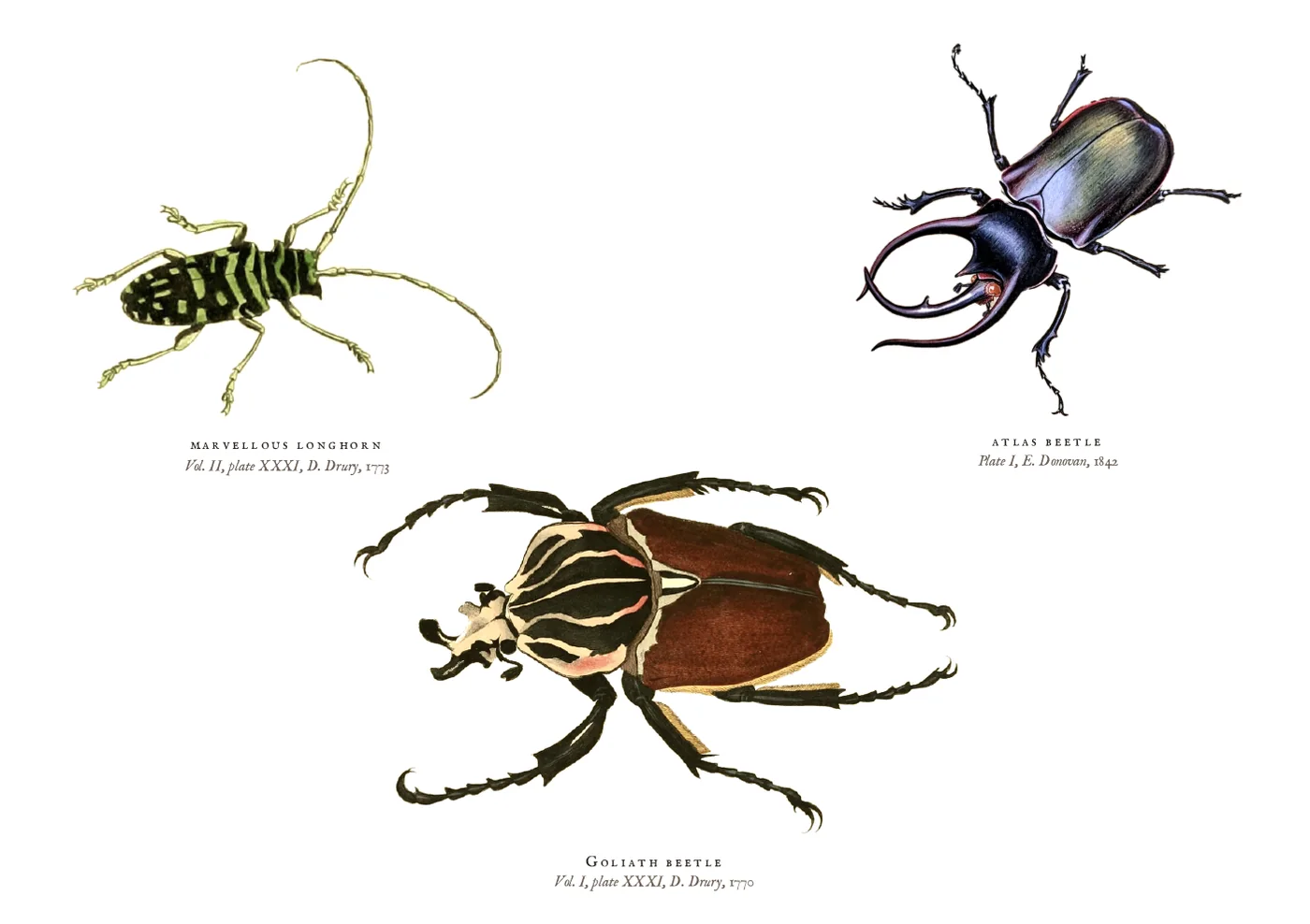 The beetles postcard: a black and yellow longhorn with long antennae, a horned blue-black atlas beetle, and a large brown and white Goliath beetle below them, from the original plates.