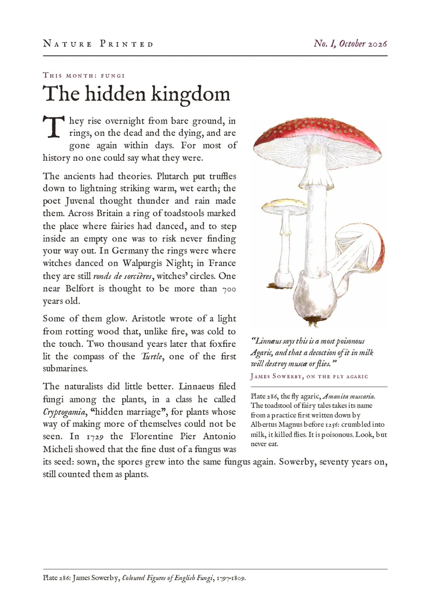 The No. I theme leaf, The hidden kingdom: a page on fungus lore beside James Sowerby’s fly agaric, a red cap spotted with white.