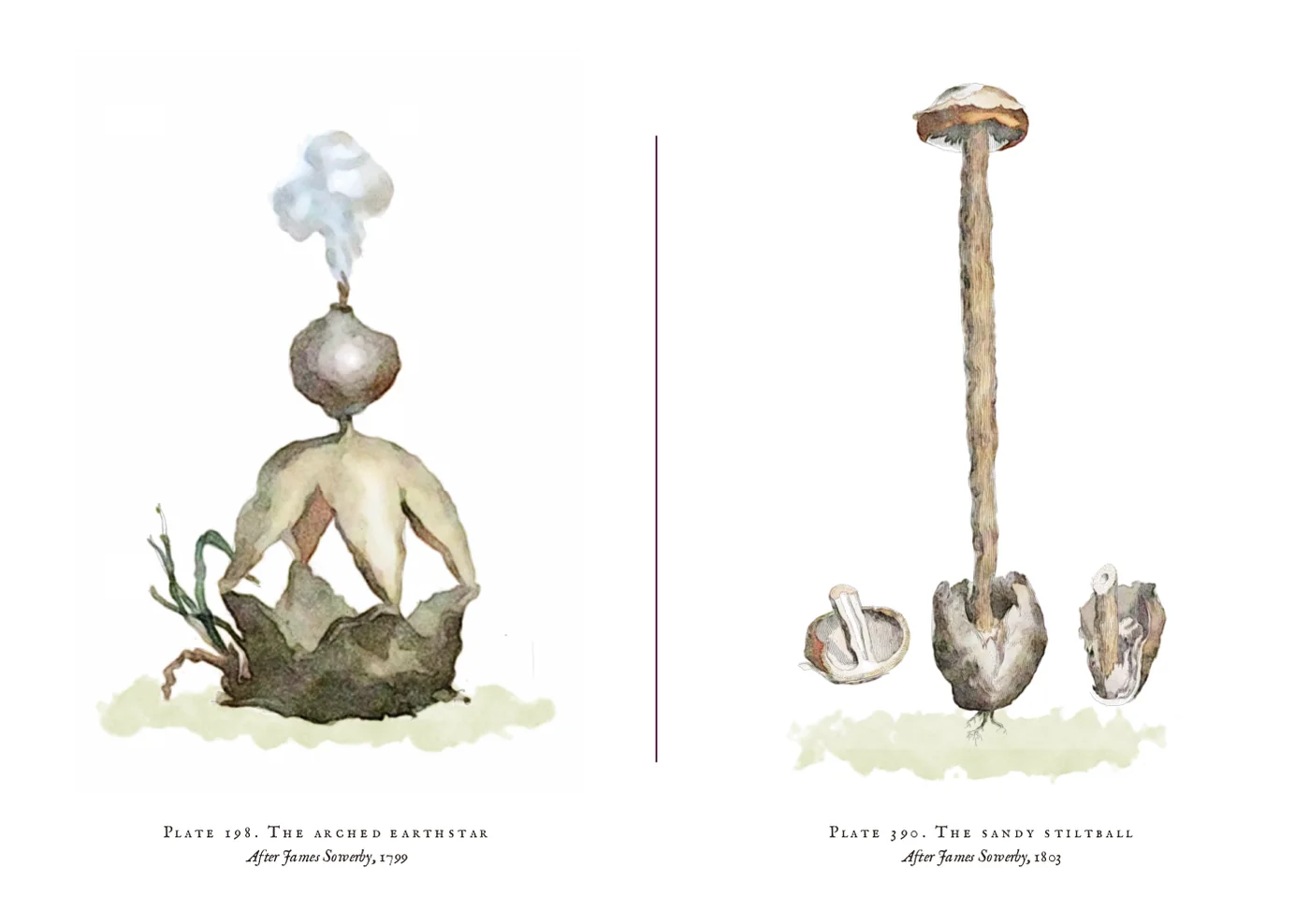 The No. I postcard: watercolours of the arched earthstar, a grey spore sac puffing spores on four pale arched legs, and the sandy stiltball, a tall shaggy stem with a small cap, either side of a thin plum line.