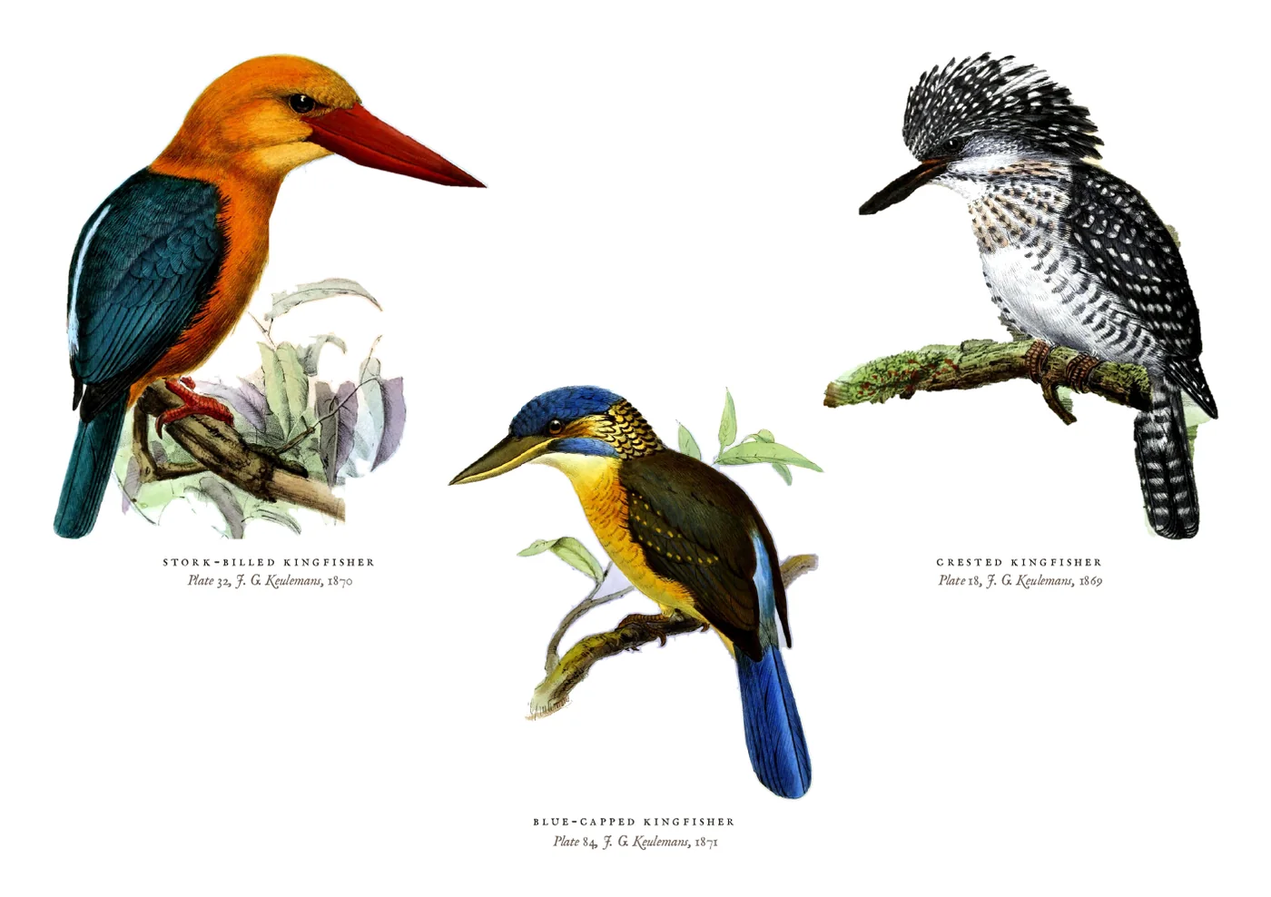 The kingfishers postcard: an orange and blue stork-billed kingfisher with a huge red bill, a black and white crested kingfisher, and a small blue-capped kingfisher on a branch between them, from the original plates.