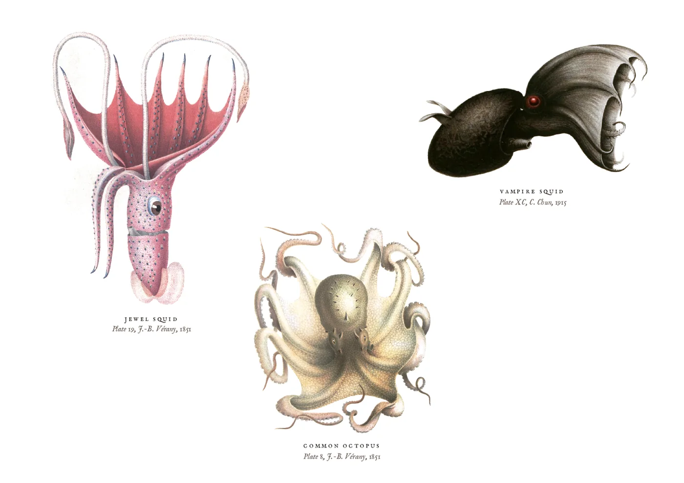 The octopus and squid postcard: a pink jewel squid on the left, a dark vampire squid on the right and a pale common octopus below them, from the original plates.