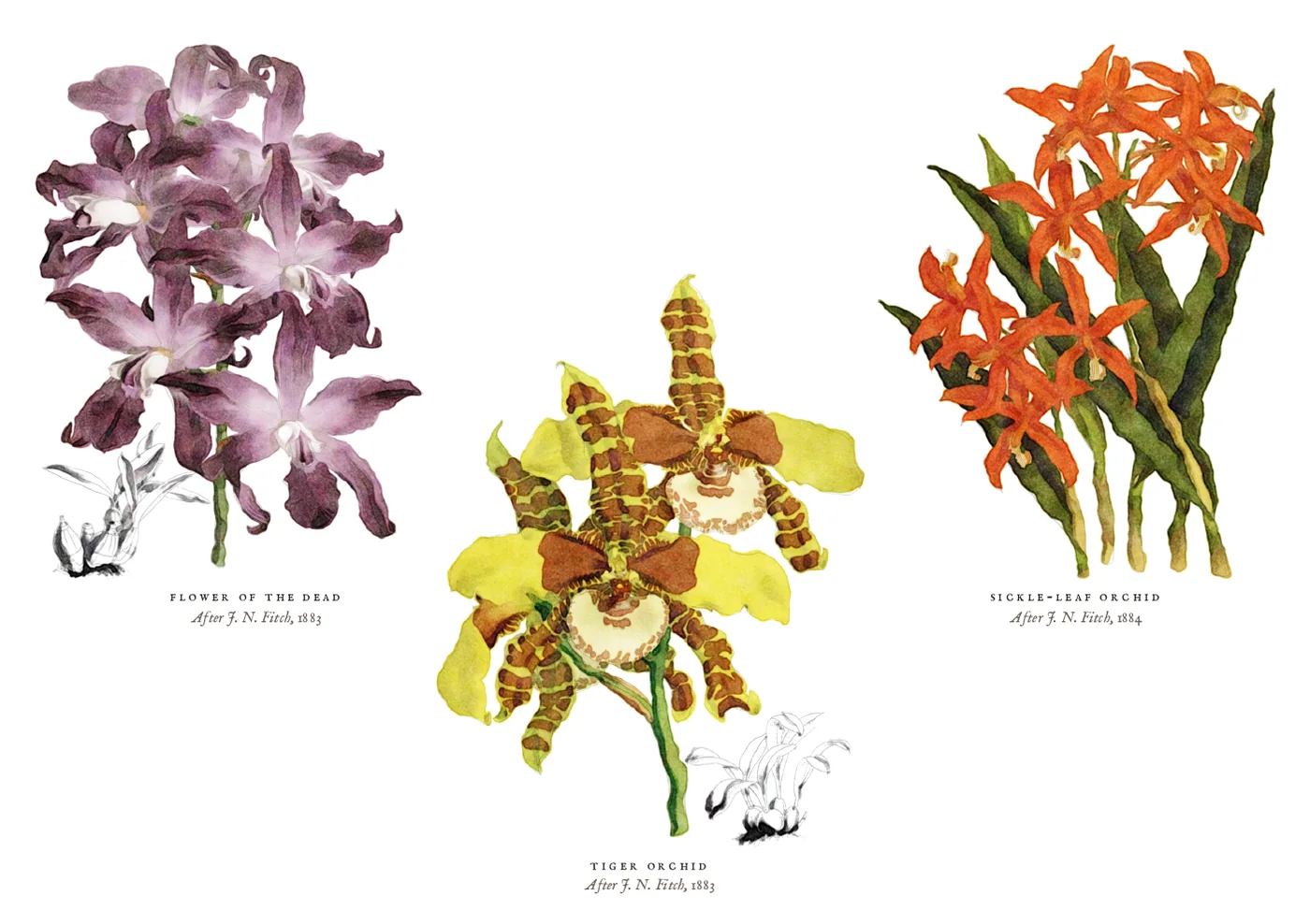 The orchids postcard: purple sprays of the flower of the dead, a yellow and brown tiger orchid, and orange stars of the sickle-leaf orchid, in watercolour.