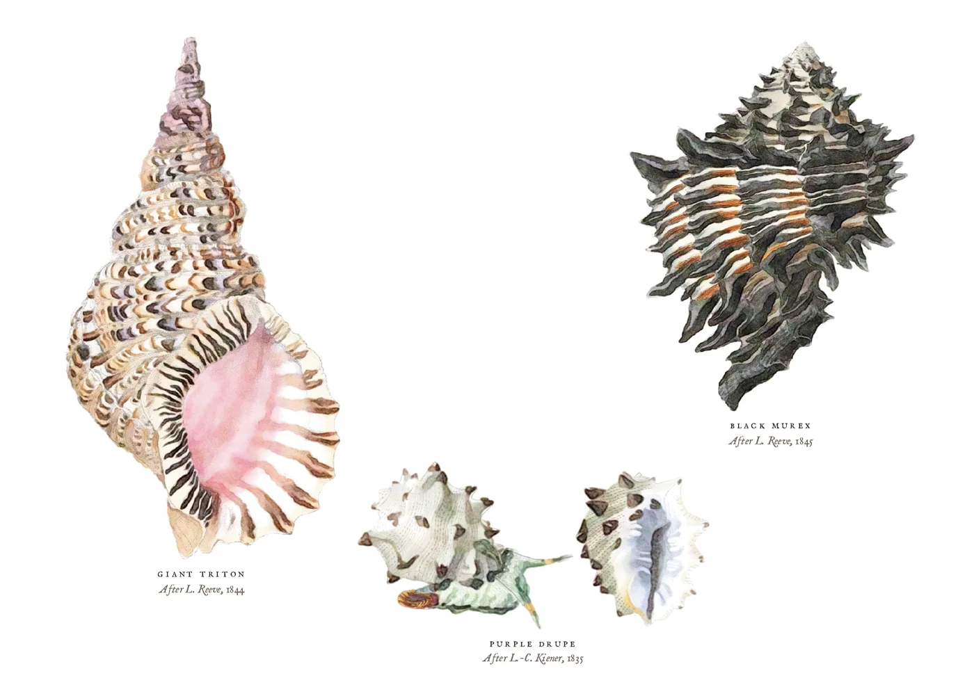 The shells postcard: a giant triton with a pink mouth, a spiny black murex, and two views of the knobbed purple drupe, in watercolour.